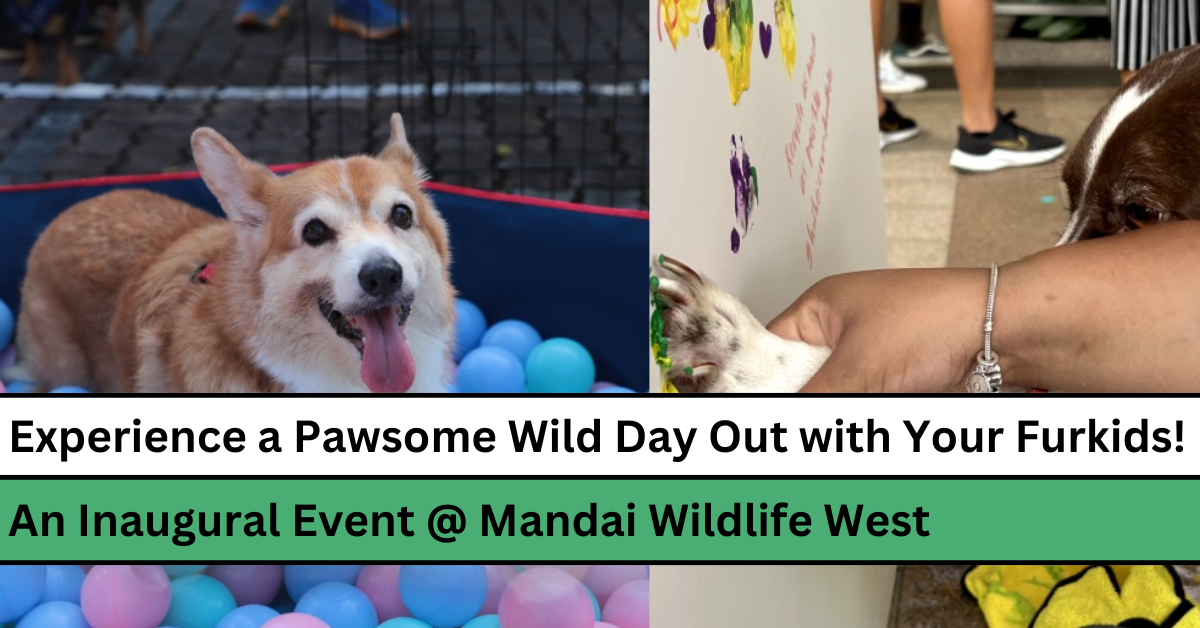 Experience a Pawsome Wild Day Out with Your Furkids!