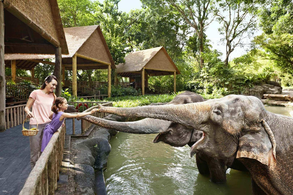 Singapore zoo. Сингапурский зоопарк, Сингапур. Речное сафари Сингапур. Зоопарк Сингапура Singapore Zoo. Сингапурский зоопарк River Safari.